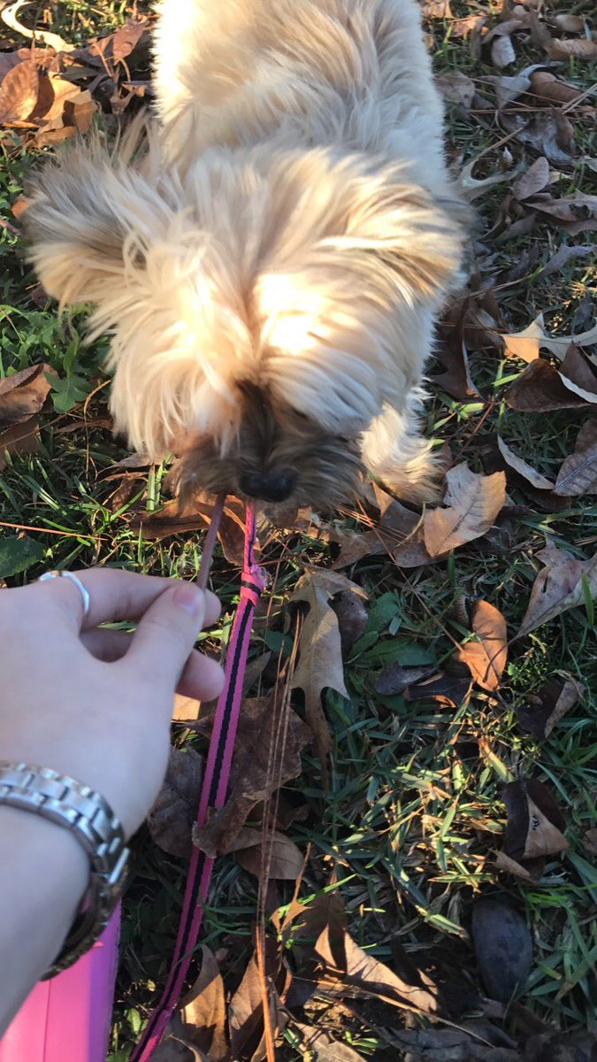 kaylielynnsmith's tweet photo. demi ate my dandelion ☹️️ https://t.co/30aF7iOcdg