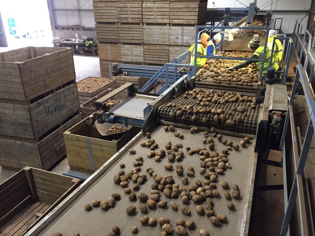 forster_1's tweet photo. #marispiper #potatoes being graded to in East Lothian today. The start of a busy grading schedule for xmas https://t.co/taZ1vSQACq