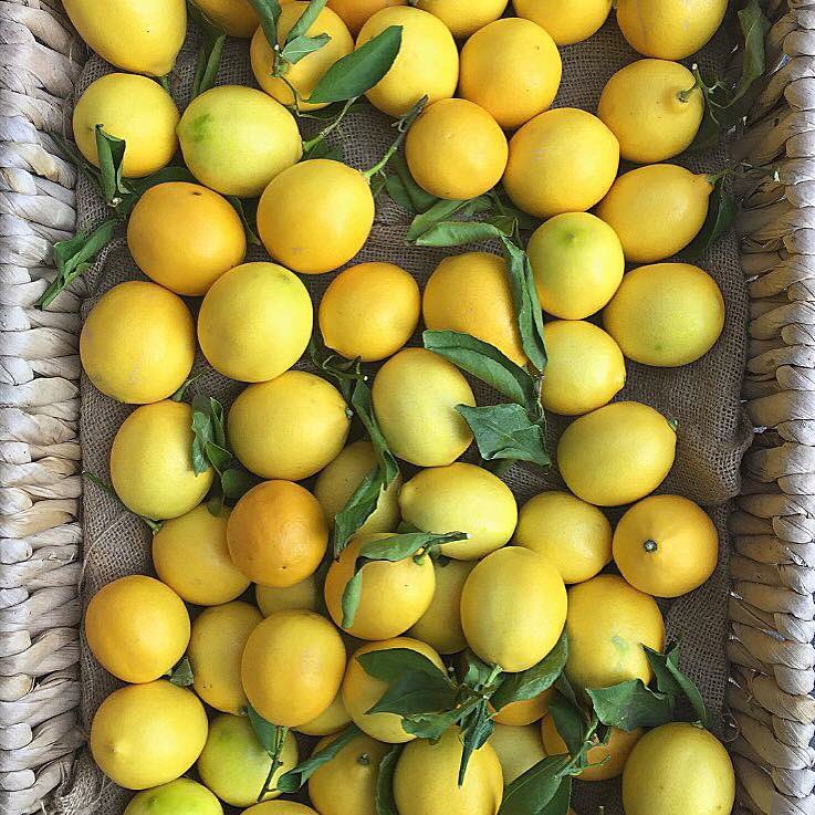 LEMONETTE DRESSINGS tweet media