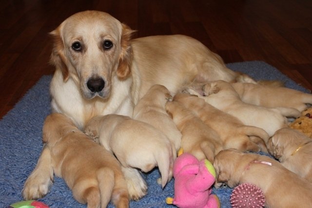 GoldenLover00's tweet photo. Don’t make me and my family give up our hobby. We are the custodians of our breed. Its time to #amendthebill #jaalapulford https://t.co/nwvVGZItK1