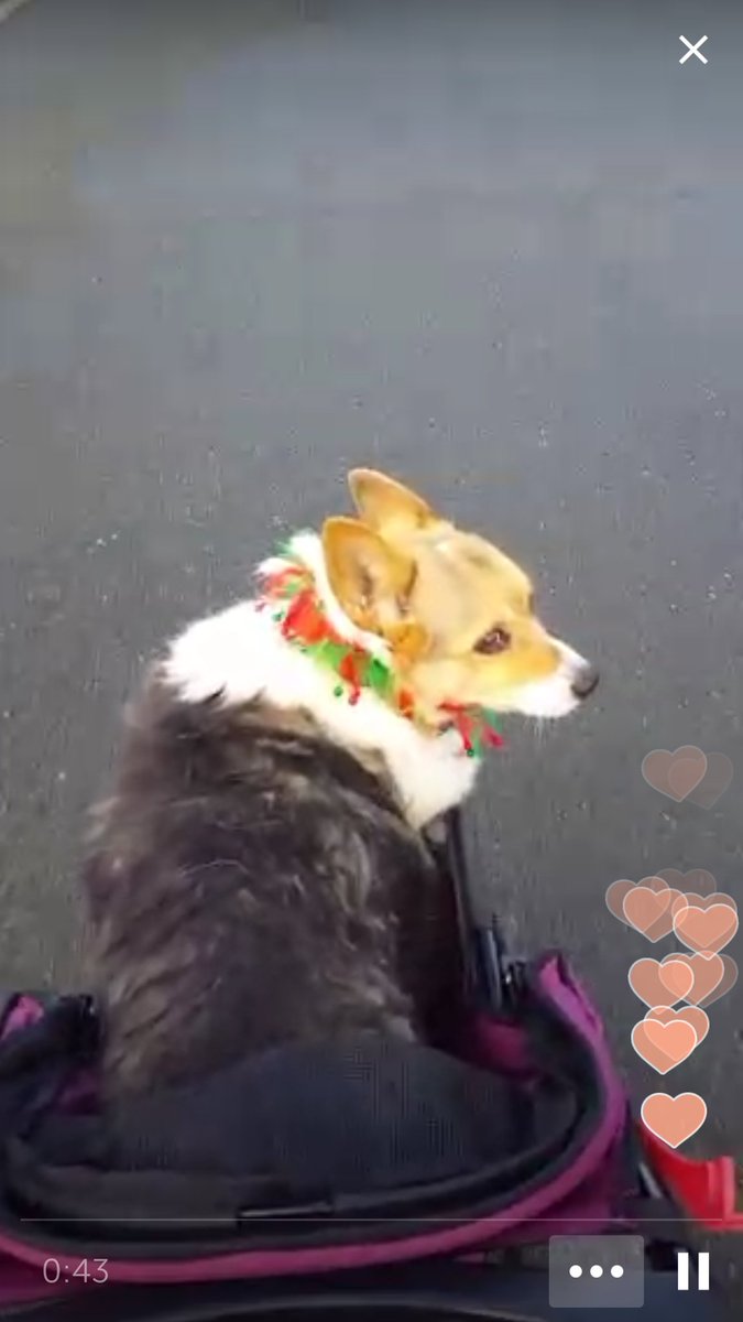 DogOfFootball's tweet photo. I'm out on a pre-Christmas stroll! https://t.co/rfnvU4qPEB