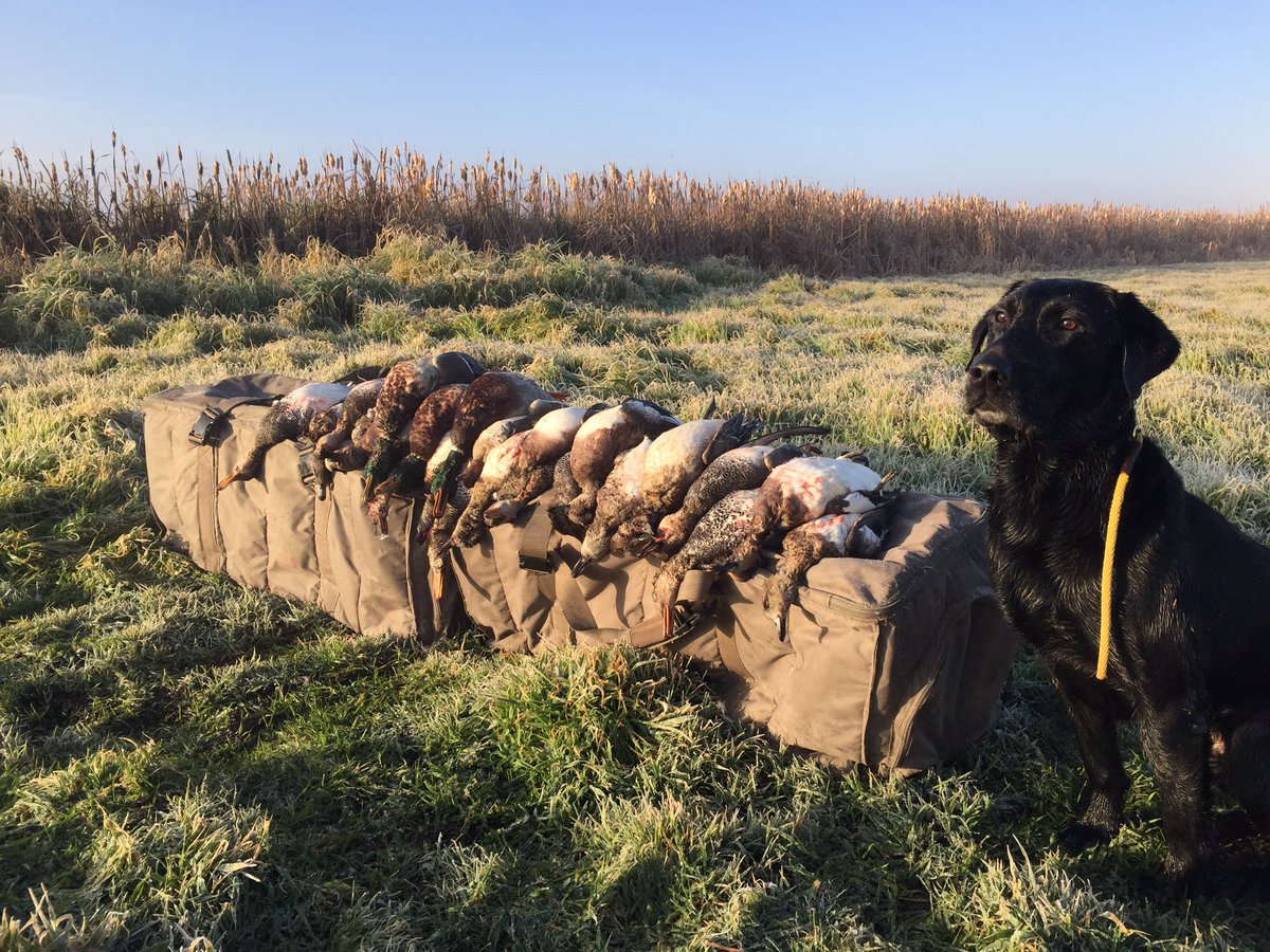 dunnerAD's tweet photo. Indy with a pile of puddlers.So lucky to be able to hunt with many great dogs! #whiterockdecoys #gunnerkennels #sitkagear #drccalls  #goodog https://t.co/wXPaAI6vtY