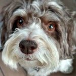 PetsEmpowerOrg's tweet photo. Learn more about our mission, and #HowPetsEmpower through our feature in @segreenhouse blog! Read here: https://t.co/EAZJgWv0AF https://t.co/dTpjO77v4r