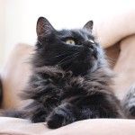 PetsEmpowerOrg's tweet photo. Learn more about our mission, and #HowPetsEmpower through our feature in @segreenhouse blog! Read here: https://t.co/EAZJgWv0AF https://t.co/dTpjO77v4r