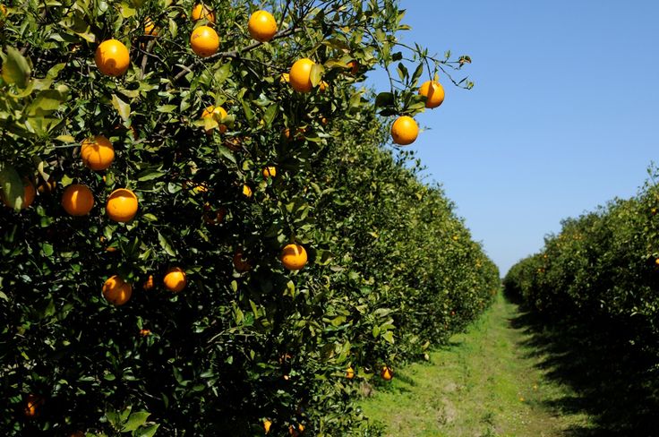TheSimplyOrange's tweet photo. Never tried Simply Orange?  Show us how you #LiveSimply, and we'll give you a free bottle!  It's on us. More details on our website. https://t.co/DWn48Csqej