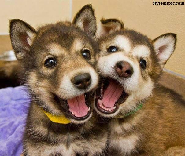 aubrey_Buckius's tweet photo. Those are me sometimes i wish I was a...... PET lol #somuchme if I was a DOG I dream about it yes #youcanbeapetifyoudreamofit https://t.co/e52GYrcNQ3