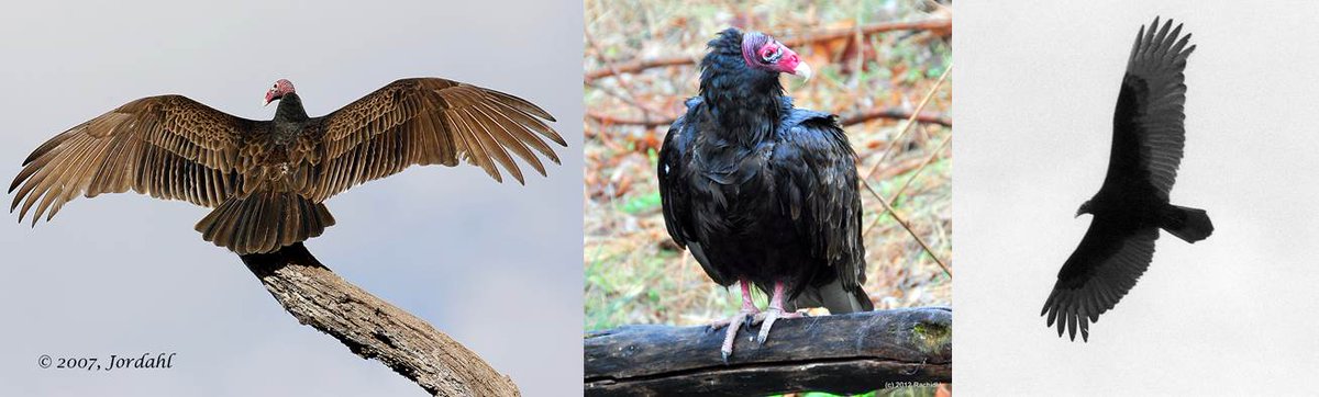 USFWSBearRiver's tweet photo. You're right if you guessed Turkey Vulture! Although scavengers, they stay quite clean with their bald head. #wingwed #wildlifewednesday https://t.co/QMz0M7MDdl