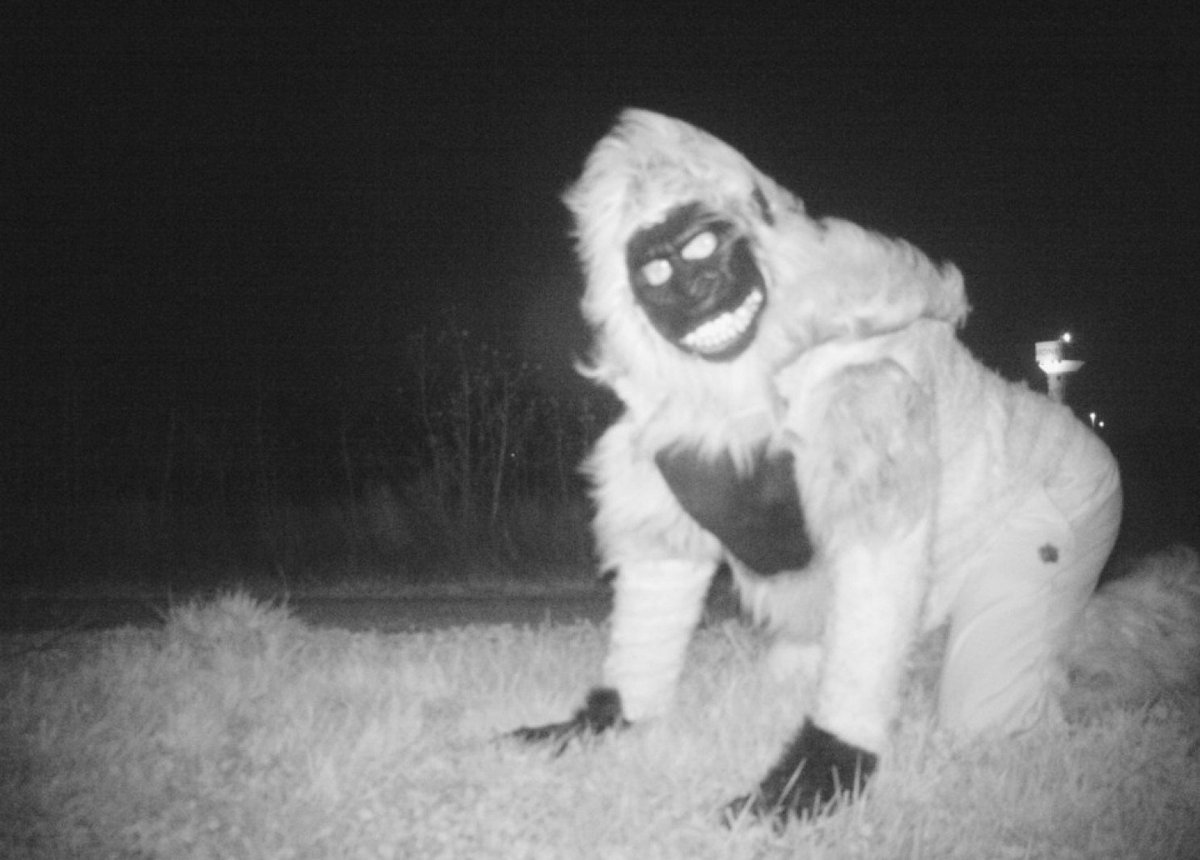 Meanwhile, in Kansas "People in gorilla costumes photobombed a police camera meant to track a cougar"' washingtonpost.com/news/animalia/…