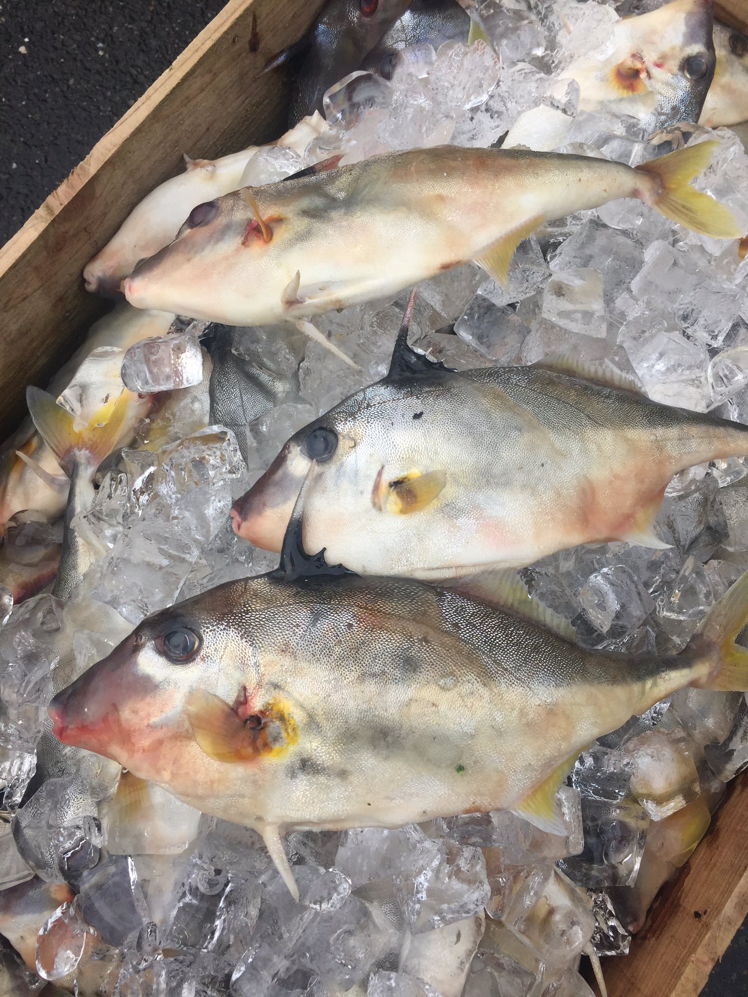 トップ100ギマ 煮付け すべての魚の画像