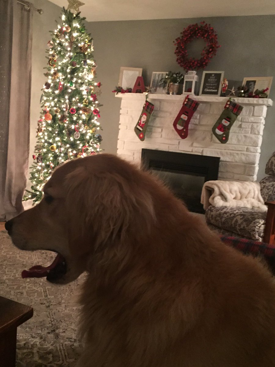 GoldGord's tweet photo. Cozy by the tree 🎄 https://t.co/86ezK4uXhG