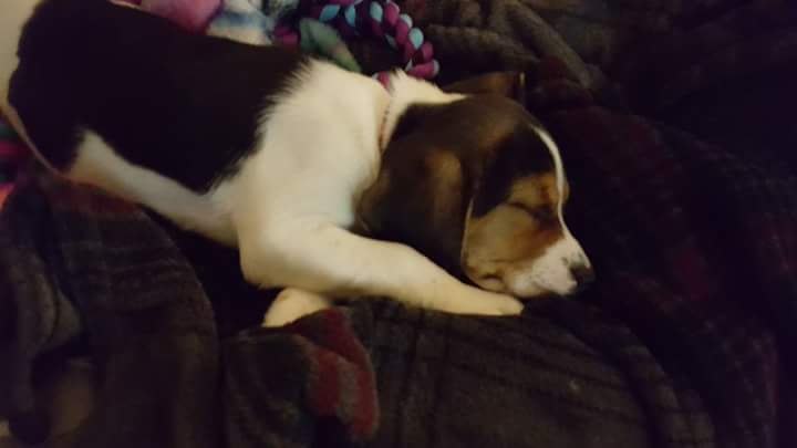 Finally got her ❤everyone meet Bailey!