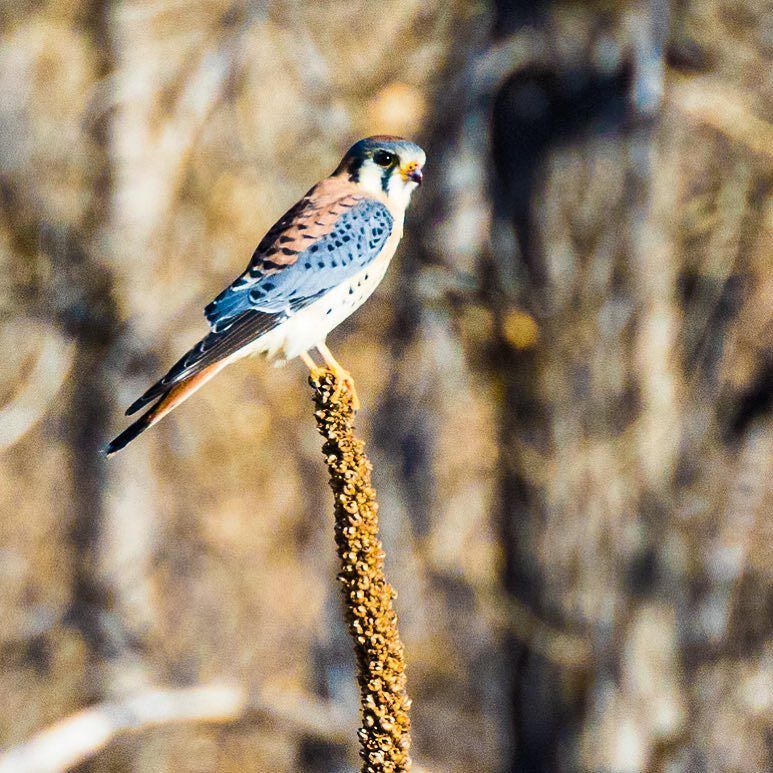 astenback's tweet photo. Spotted at Cherry Creek
.
.
.
.
.
.
#bird #birds #birding #hiking #trails #outside #backco… https://t.co/dO9YHznKE6 https://t.co/MqDuoLcm37