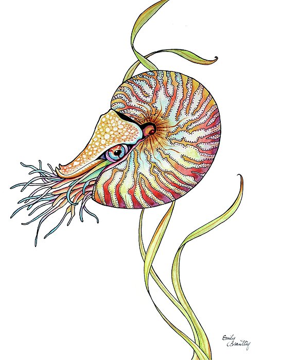 SummersPearl's tweet photo. New artwork for sale! - "Nautilus" - https://t.co/4MHO1p0vya @fineartamerica https://t.co/snY65agnkI