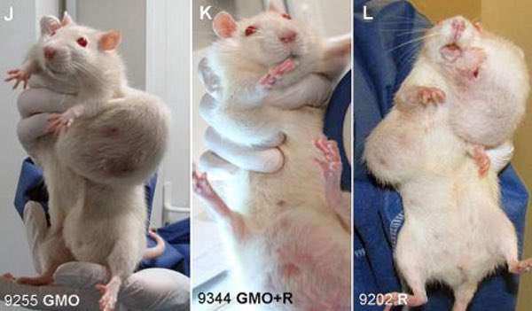 SosaChamberIain's tweet photo. This is what happens when you eat GMO corn that Kelloggs used with all of their products. #DumpMonsanto #DumpKelloggs https://t.co/bD50UxRhhU
