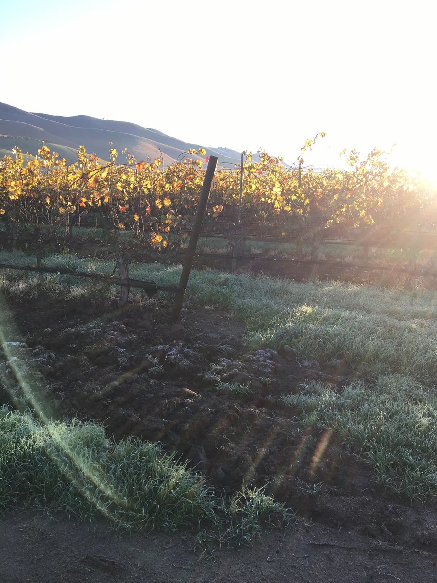 A frosty morning at #BienNacido Vineyards this morning. @SBCWines @SIPcertified Credit: @MBrughelli