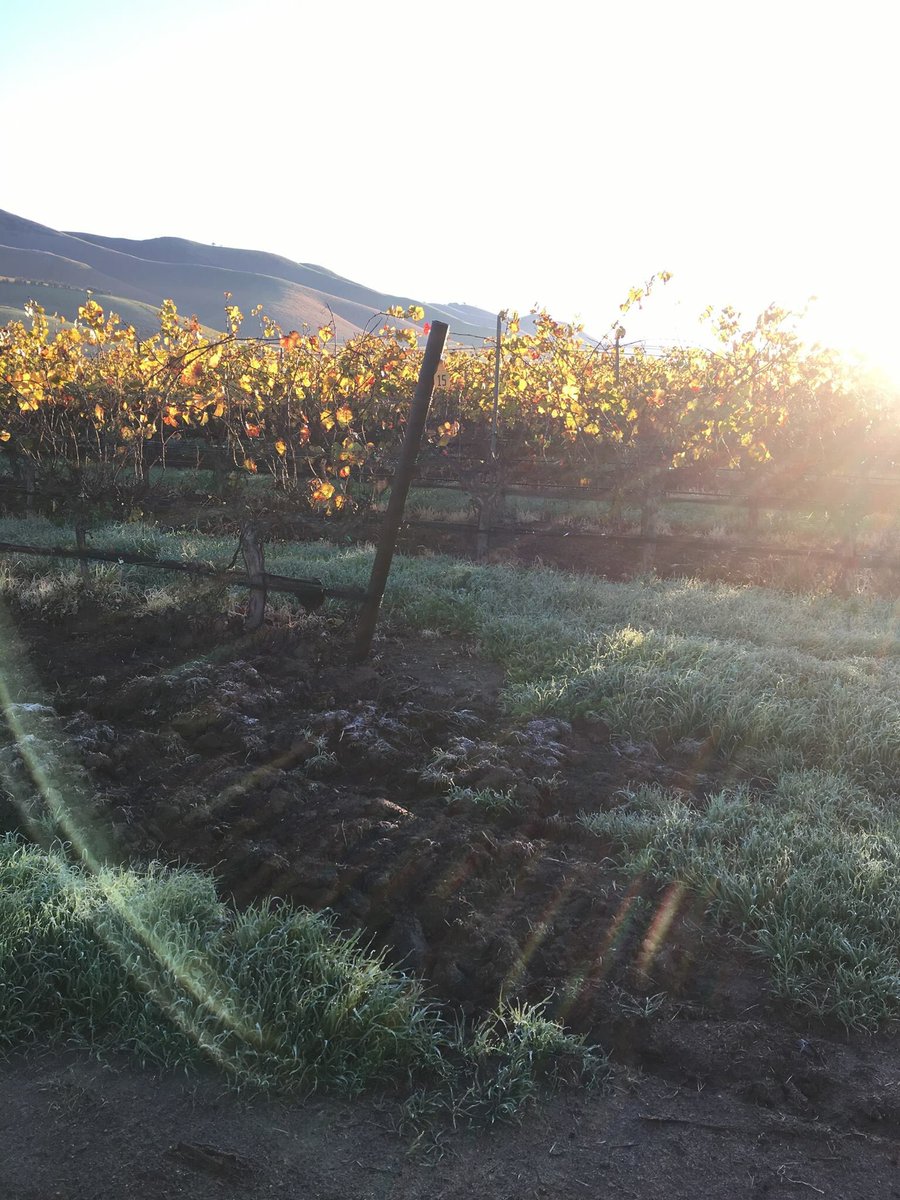 A frosty morning at #BienNacido Vineyards this morning. <a href="/SBCWines/">Santa Barbara Wine</a> <a href="/SIPcertified/">SIP Certified Wines</a> Credit: <a href="/MBrughelli/">Michael Brughelli</a>