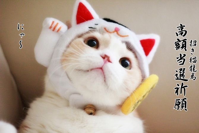 rieneko555's tweet photo. 招き猫龍馬君の
高額当選祈願でございます。
＃龍馬
＃招き猫
＃宝くじ https://t.co/8OIYlPtOP1