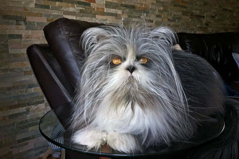 purringtonpost's tweet photo. This lovable cat with 'werewolf' syndrome will steal your heart! => https://t.co/Isd03VMCG0 #cats #catlove https://t.co/l7OiwwY2Xt