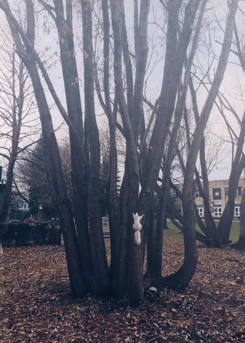 tracey4bs's tweet photo. just walking along and squirrel! @TrinityBellwood  @WhiteSquirrelTO https://t.co/irFVP3t2tT