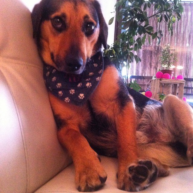 Ayúdanos a encontrar a SANCHO extraviado hace una hora en Monjitas con McIver. Si lo ves avísame!