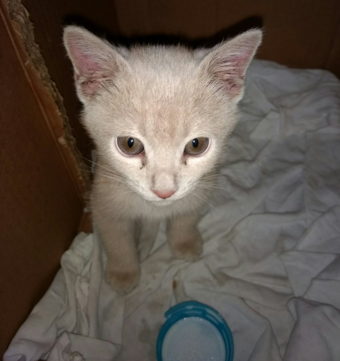 @AnimaliaAdopta <a href="/RescateAnimal/">Rescate Animal</a> <a href="/Adoptamex/">Adoptamex</a> <a href="/AdoptaMexico/">AdoptaNoCompres</a> ayudaaaa...!!! Encontré esta gatita, es muy peke y yo no tengo idea de los cuidados