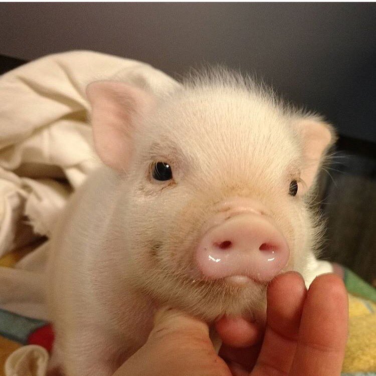 TumbleRoot's tweet photo. Just an adorable piglet to brighten your day. 🐷💕 https://t.co/TbzeZgefby