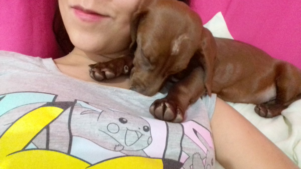 Janine_Samperio's tweet photo. Después de una gran caminata por fin se quedó quieta #dachshunds #gordas #friendlypet 🐩🐾 https://t.co/HfJfFEULqi