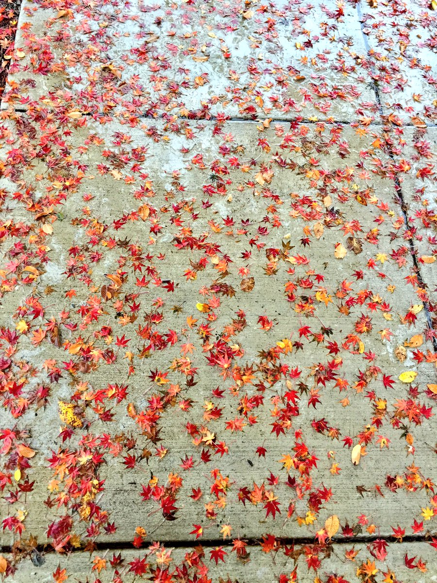 Jenniffer's tweet photo. Hope everyone enjoy, as I did, the pic I took while walking from the @librarycongress to the @uscapitol   Even ☔️️, life is 😊 https://t.co/WR56caAYsj