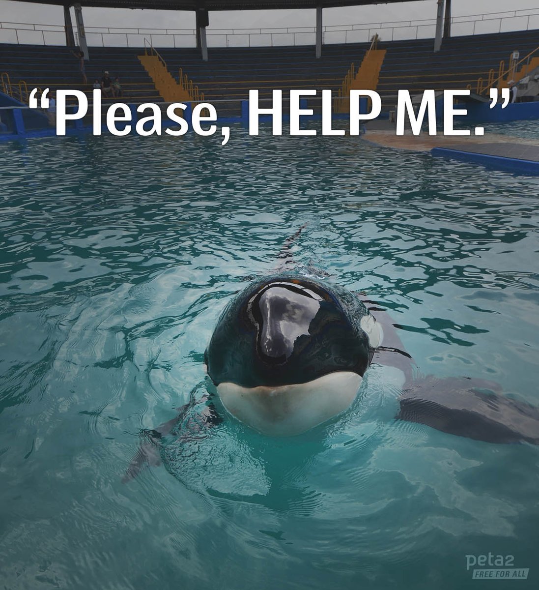 If captive orcas could speak... 

#EmptyTheTanks 🐳🛁