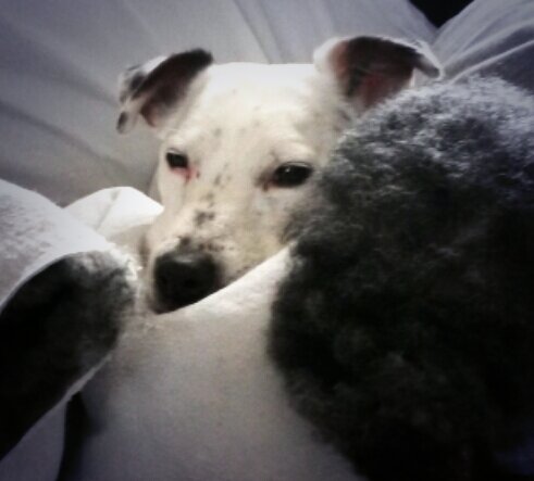 CreutzLilj's tweet photo. Myyyyyser 🐕 https://t.co/3ywk2Z5S1K