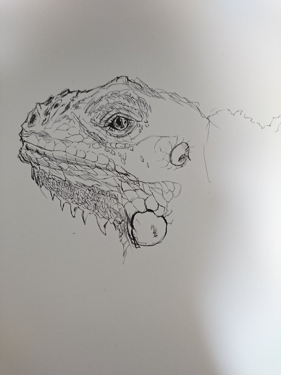 まろやかん 絵の修行中 En Twitter 完成しました イグアナちゃん ボールペン一発描き 個人的にまだまだです スキル上げていきたい 制作途中から完成まで 爬虫類 ボールペン画 一発描き イラスト基地 イラストの森 絵描きさんと繋がりたい 絵描き人