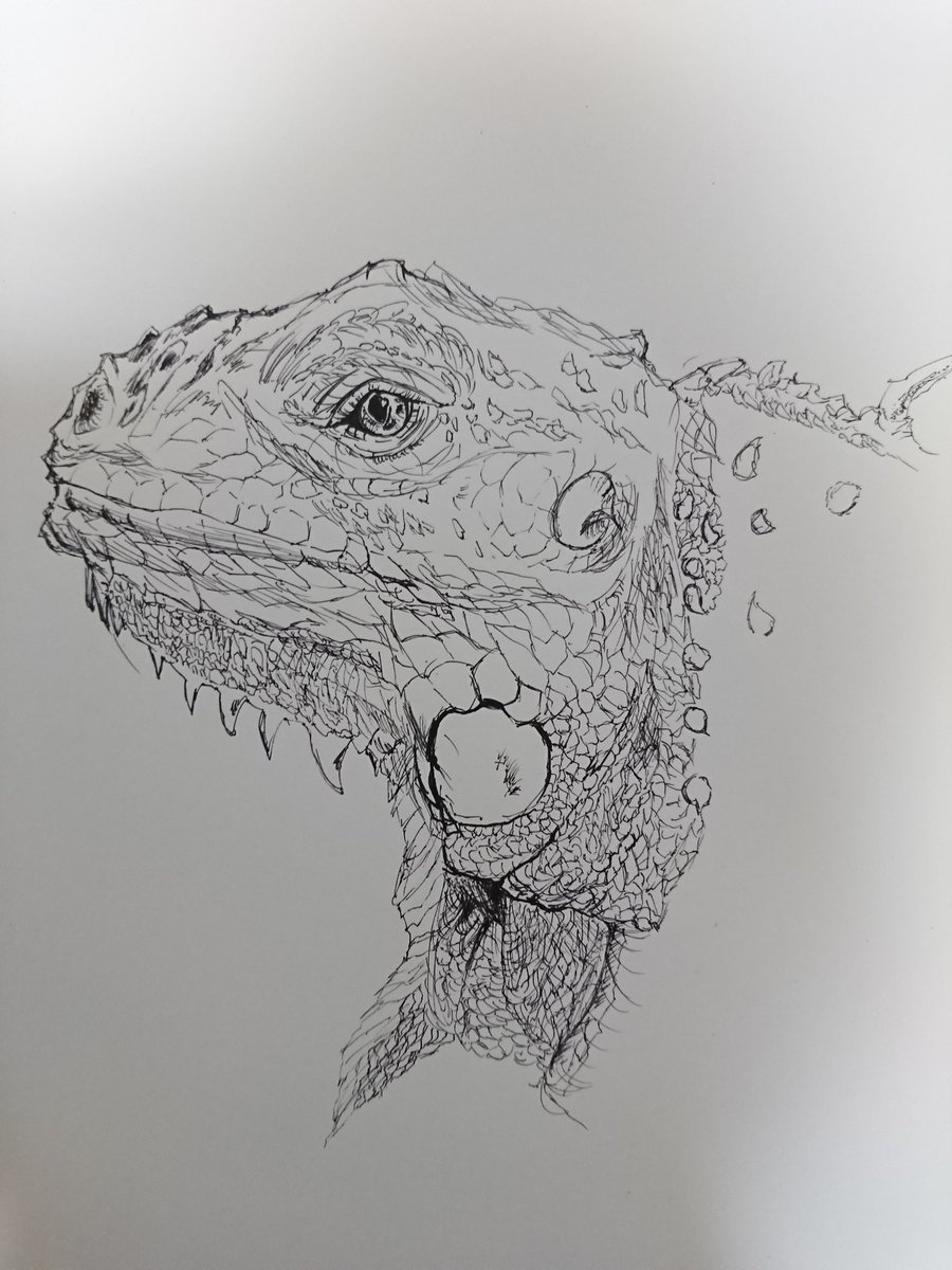 まろやかん 絵の修行中 En Twitter 完成しました イグアナちゃん ボールペン一発描き 個人的にまだまだです スキル上げていきたい 制作途中から完成まで 爬虫類 ボールペン画 一発描き イラスト基地 イラストの森 絵描きさんと繋がりたい 絵描き人