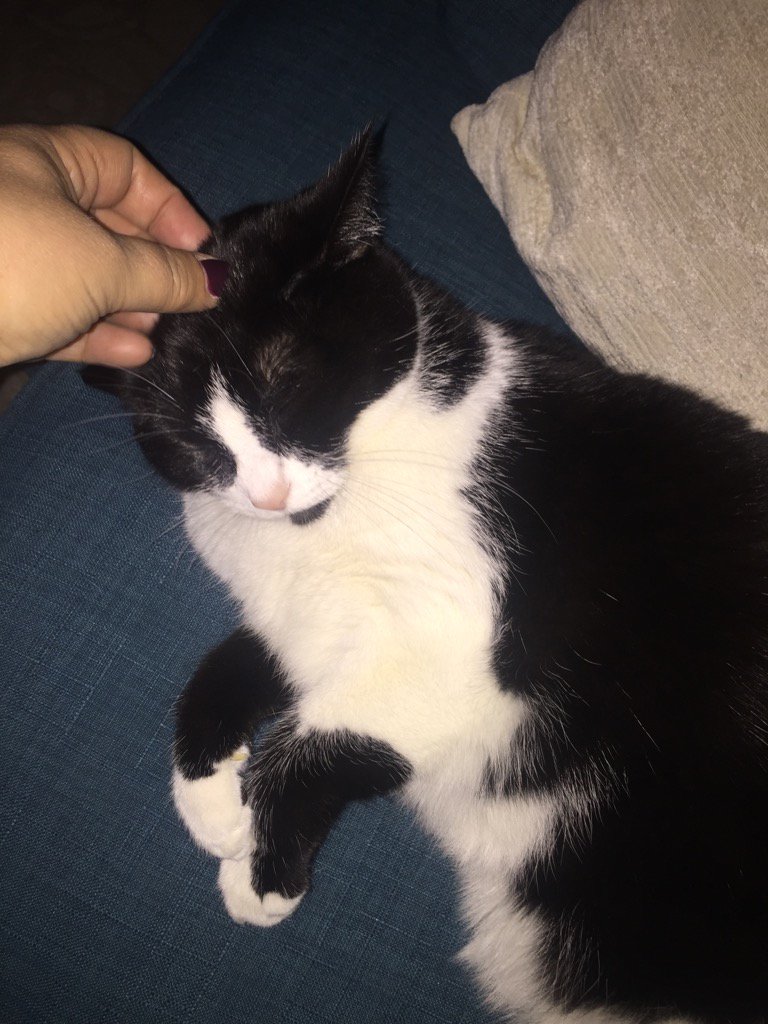carriemf's tweet photo. Sicily didn't eat for three days post election @anamariecox May have been all the crying she heard. #muffingirl https://t.co/ZJIxILBomQ