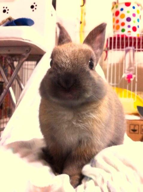 usagi_sukinanda's tweet photo. うさぎに踏まれると気持ちがいいって知らないだろ？ https://t.co/SLJ6q9vpiD