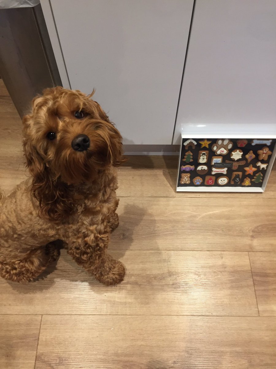 RootheCockapoo's tweet photo. Plllleeaasseee give me a biscuit!!! #AdventCalendar #cockapoo @BarkersSuffolk 🐶 https://t.co/PHuj7nNoim