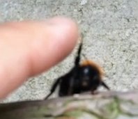 ScienceChannel's tweet image. While it looks like this bee is giving someone a high five, it&apos;s actually defending itself. bit.ly/2fTCjbL