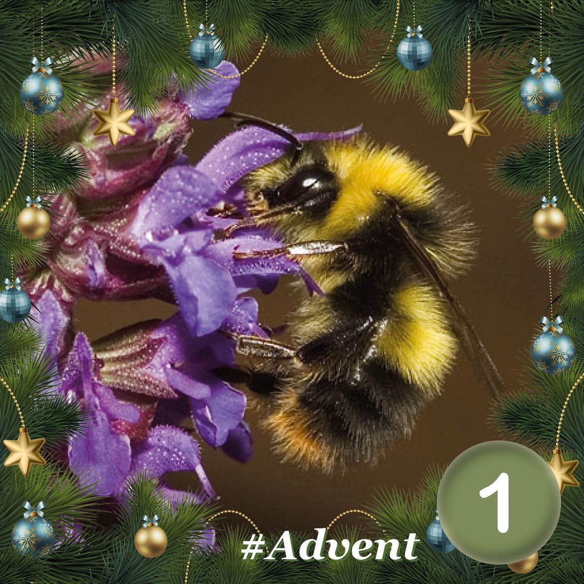 Early #bumblebee (Bombus pratorum) queens are usually first to bed down for their winter nap – hence the name #adventcalendar