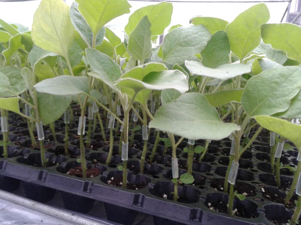 InfoYubo's tweet photo. #18cells #seedtray #deepot Square hole is conducive to uniform moisture distribution, seed root development more fully. https://t.co/VdNcFB9Vx1