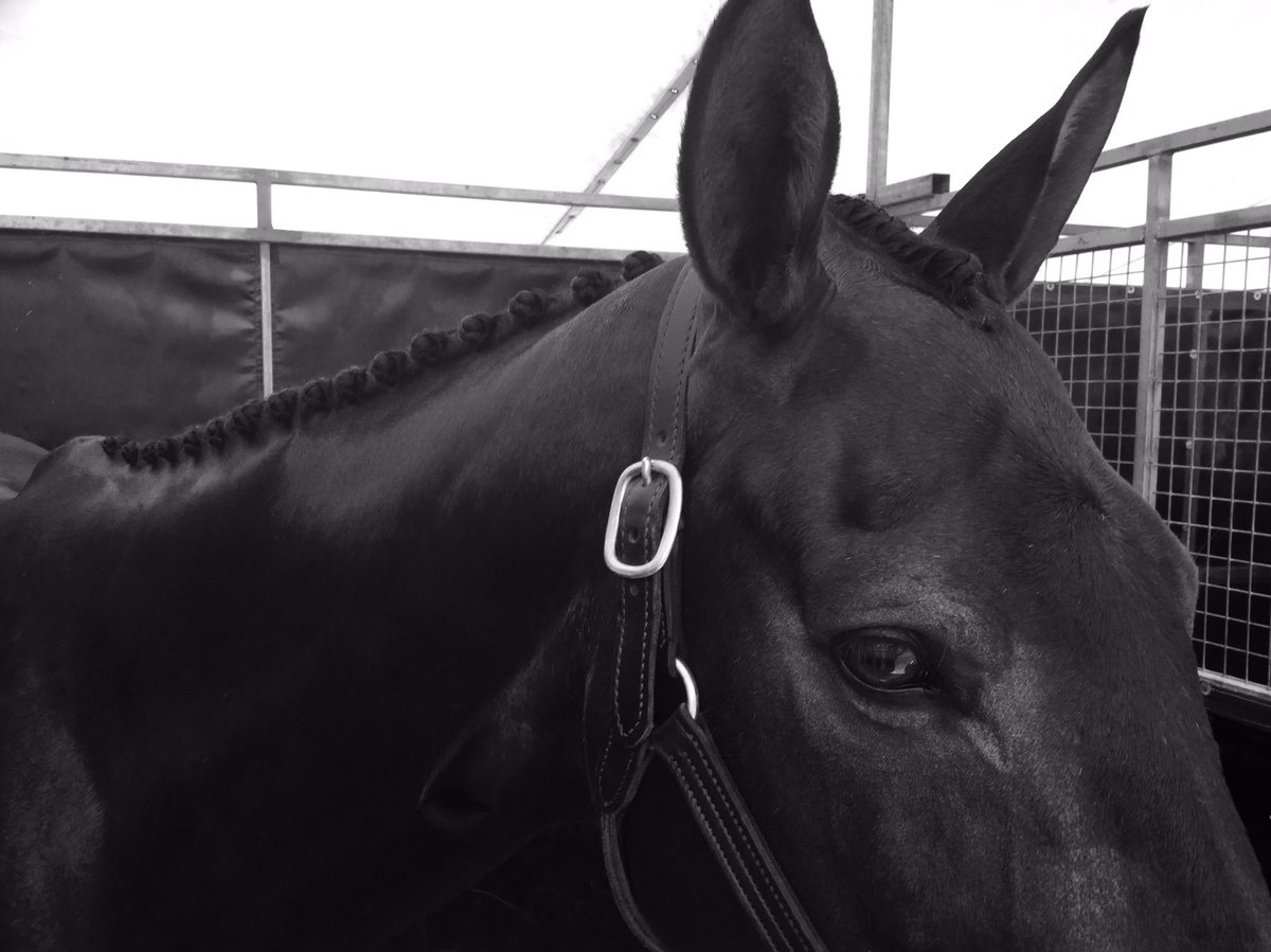 izzygrace1's tweet photo. Van Heck isn't a big fan of the the 'girly' side of Eventing, but he does scrub up well for a XC machine 🐎😁💙 https://t.co/ZBnlCxYDb8