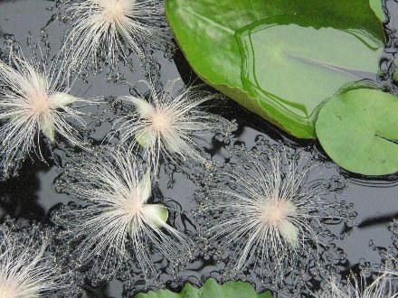 Mnaeskeig サガリバナ 下がり花 フトモモ目サガリバナ科サガリバナ属 睡蓮池の水面に落下した花です 夜に咲く花 なので昼間は蕾しか撮れません 最後は完全な形ではないが花が残っていたものです T Co 1ns8phk6xn 植物写真 T Co