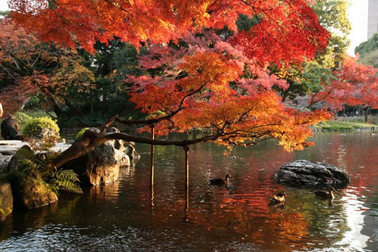 jptrnds's tweet photo. Introduction of Koishikawa Korakuen #Japan #Travel #Guide https://t.co/FI2ale0EMZ https://t.co/GRi5UTplkF
