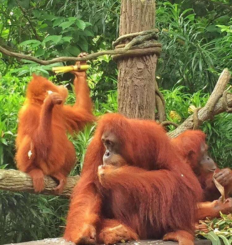 holidayswkids's tweet photo. What a way to start the day! Breakfast with the Orangutan's at @ZooSingapore! https://t.co/0ZBZZCPzOF