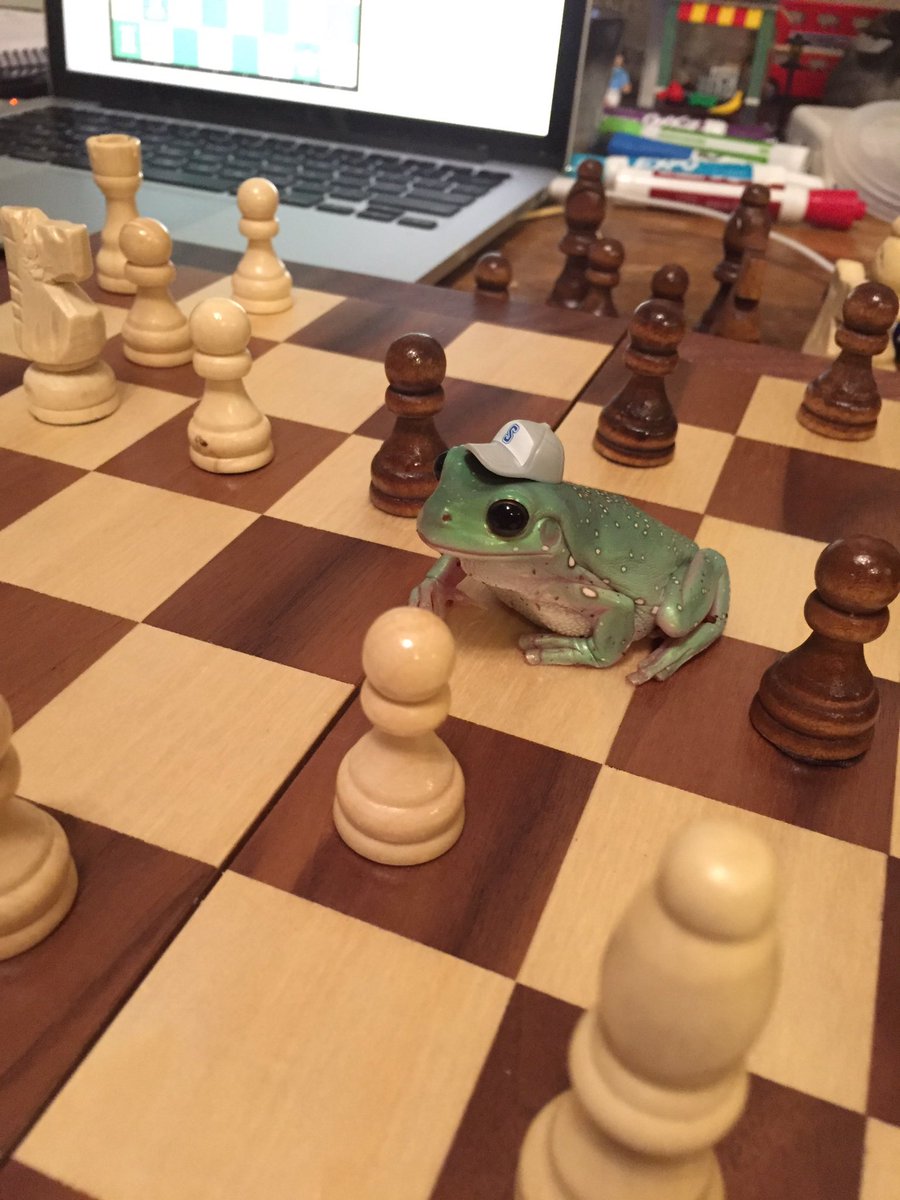 binguses's tweet image. walu causes havoc on the chessboard, causing him to get a red card and be evicted from the match (oh wait wrong sport)