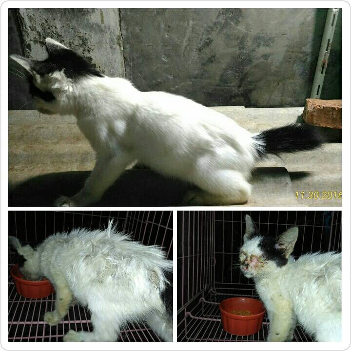 Cat Lovers Kaskus tweet media