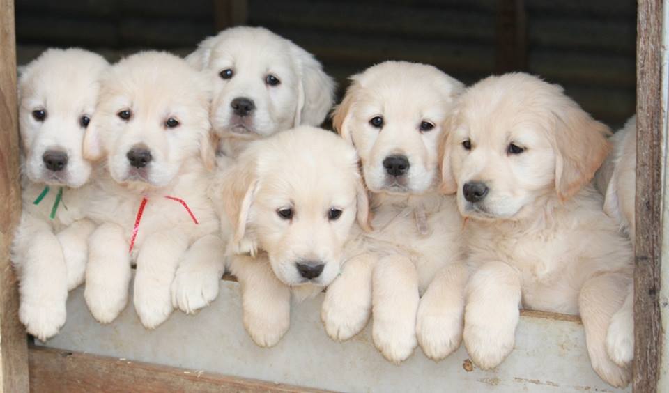 GoldenLover00's tweet photo. Where will people buy, pedigree, health &amp; temperament tested puppies in Victoria? #amendthebill # https://t.co/zjDPHTkddJ