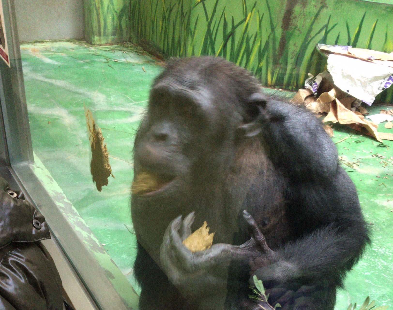 松田直人 今日はわんぱーく高知へ チンパンジーが自分の左手に用を足し そのうんこを大切に さらには特殊な食べ方でほうばってた わんぱーくこうち T Co 2i9q9xeqjp Twitter