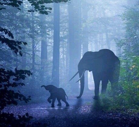 jenpoetess's tweet photo. “The #true work of #art is but a shadow of the #divine perfection.” 
 — Michelangelo
#IvoryIsNotArt
#BanIvorySalesNow
#RaceAgainstExtinction https://t.co/sZHJZk9l3r