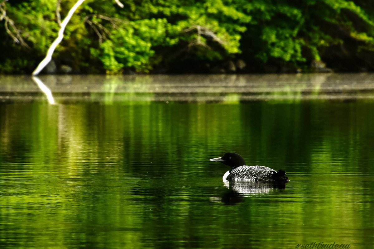 #sethtrudeau #photography #lone #loon #water #reflection #nature #naturephotography #wildlifephotography #animal #wildlife #bird #lake #calm