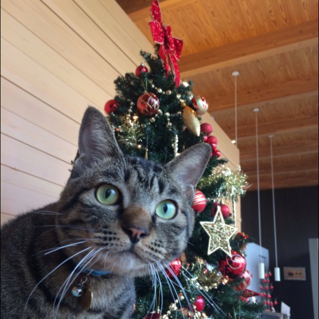 あおねこ動物病院 Aonekoac Twitter