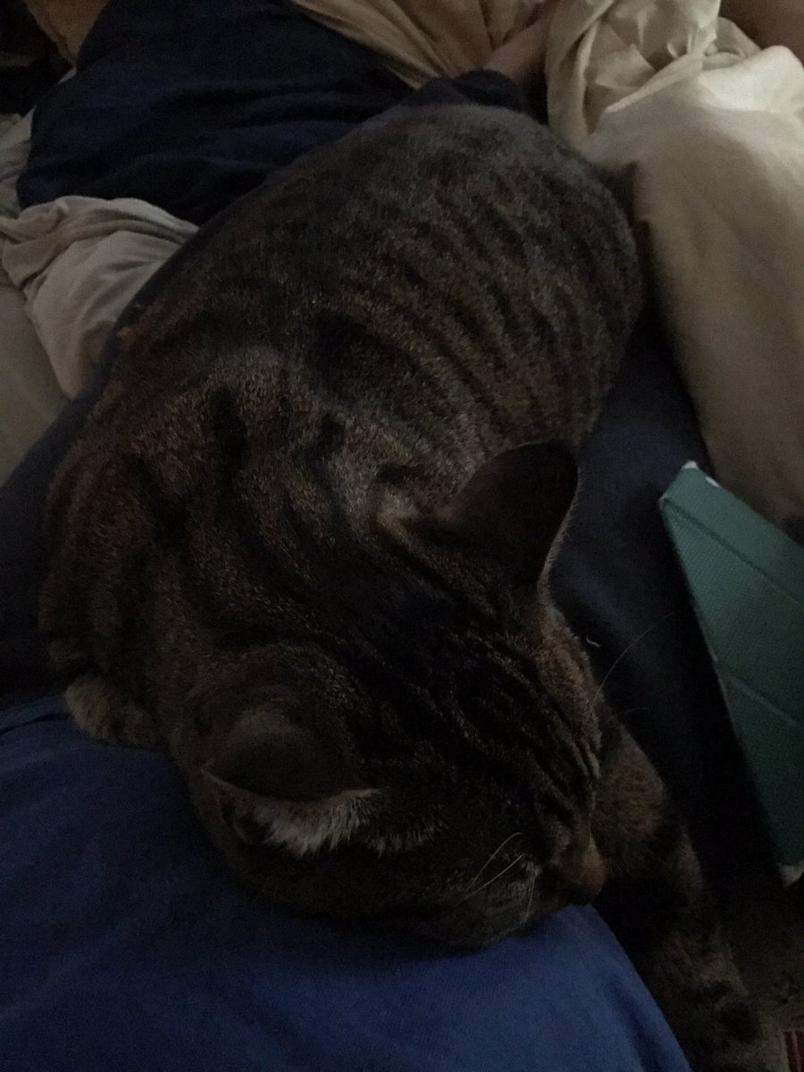 Dedalvs's tweet photo. #blancat https://t.co/AAMm6Cr0rE